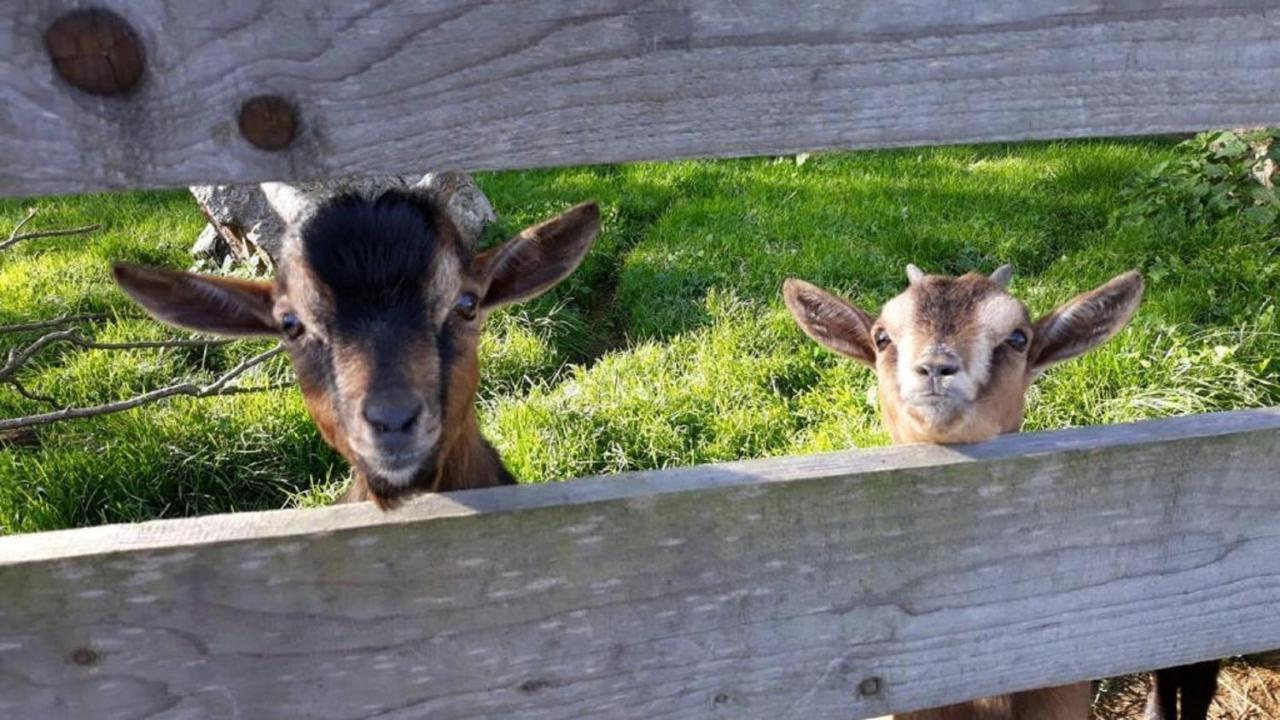 Landgasthof Blasini - Pfahlhof Zandt Zewnętrze zdjęcie